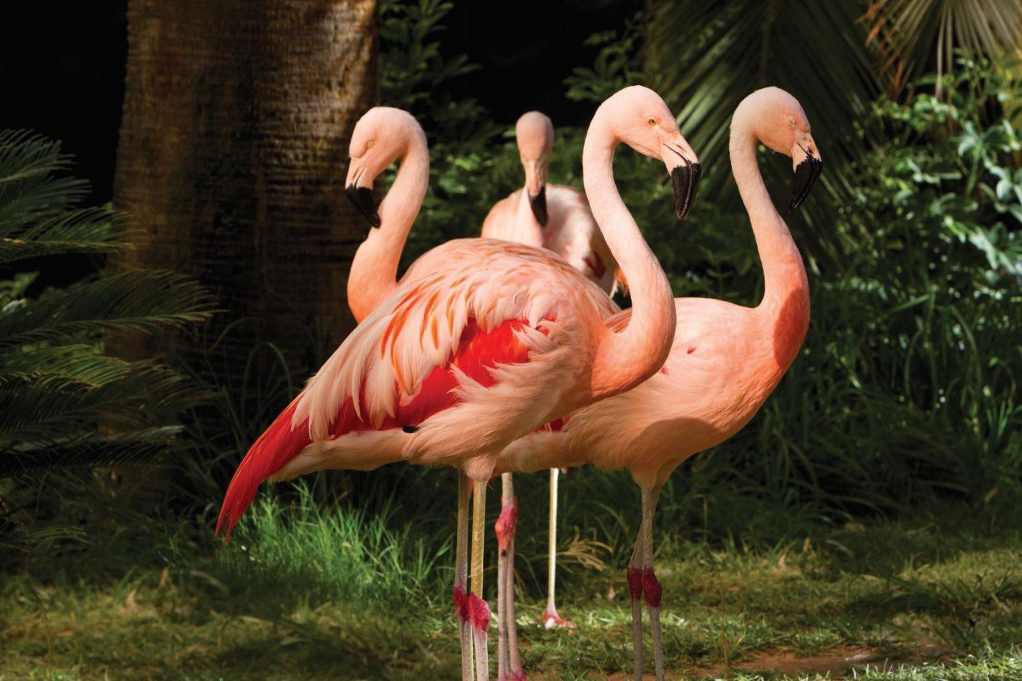 Flamingo Las Vegas Hotel & Casino Екстериор снимка